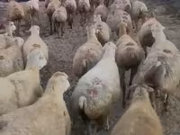 Ovca, Daglıс sheep — fotografija 1