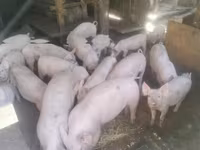 Мегежін, Шошқалар — 2-сурет