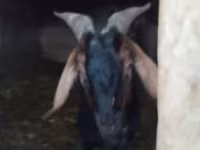 公山羊, Nubian Goat — 照片 2