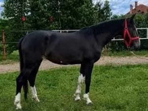 Koń, Dutch warmblood horse — Węgry