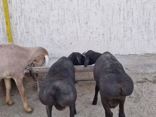 मेढ़ा, Arashan sheep