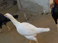 Chickens — fotografija 5