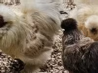 Chickens — zdjęcie 1
