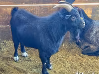 Jarac, Dutch Landrace goats — fotografija 5