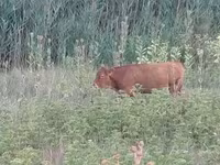 गाय, लिमोज़िन गाय — फ़ोटो 1