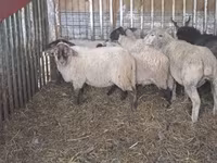 Қой, Ile-de-France sheep — 7-сурет