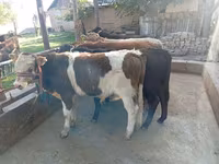 雄牛, Swiss cattle — 写真 4
