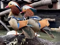 Ducks — Foto 1