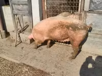 Locha, Świnie — zdjęcie 2