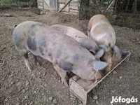 Boar, Pigs — photo 1