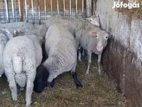 Ovan, White Suffolk sheep — fotografija 1