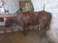 Vache, Latvian Blue cattle — photo 6