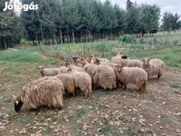 Ovce (partija, pol nije naveden), Racka sheep — fotografija 5
