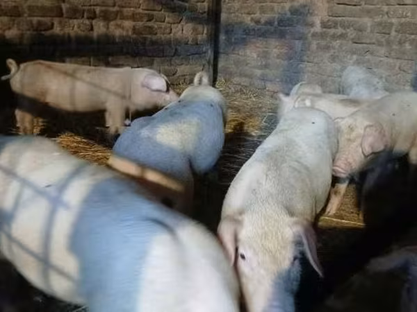Porcs (lot, sexe non indiqué), Porcs — Hongrie