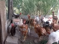 Chickens — الصورة 1