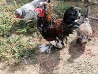 Chickens — الصورة 5