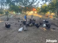 डेनिश हेन — फ़ोटो 7