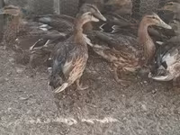 Ducks — zdjęcie 1