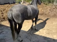 Kobila, Lipizzaner — fotografija 2