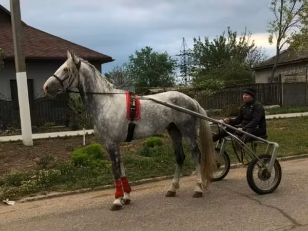 At, Orlov Trotter