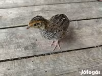Quails — Foto 7