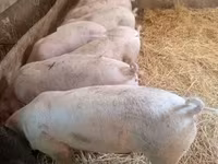 母猪, Pigs — 照片 4