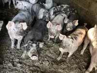 Verro, Cerdos — foto 1