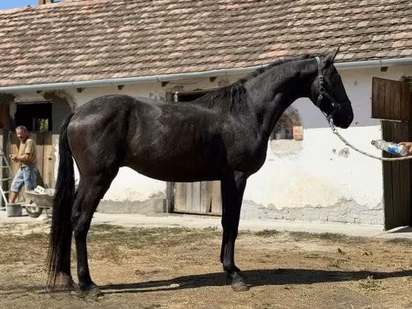 حصان, Furioso-North Star