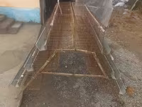 Katak 6 dona taklanib yigiladi — foto 3