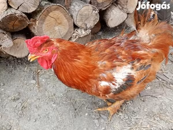 Chickens