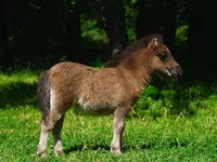 Pferde (Partie, Geschlecht nicht angegeben), Shetland Pony — Foto 4