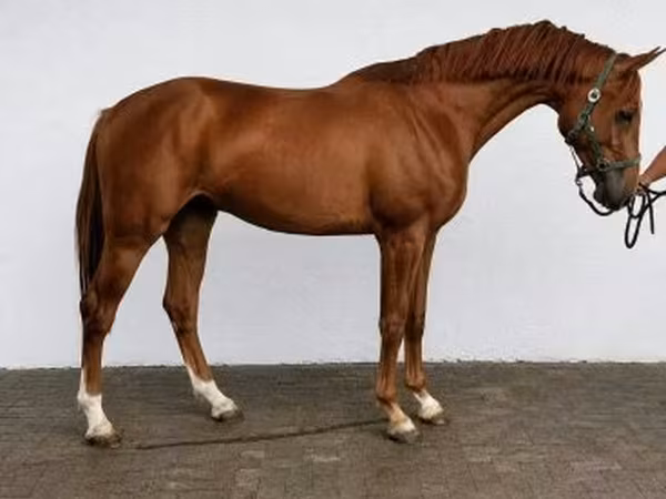 公马, Belgian warmblood horse