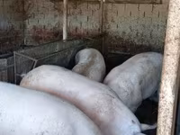नर सूअर, सूअर — फ़ोटो 1
