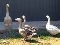 Geese — foto 2