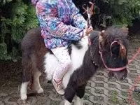 At, Falabella — foto 1