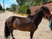 公马, Horses — 照片 3