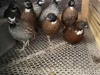 Guinea fowl — fotografija 4