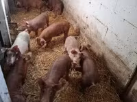 公猪, Pigs — 照片 3