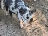 Sow, Pigs — photo 1