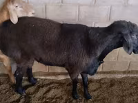 Ovan, Rambouillet sheep — fotografija 4