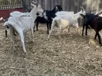 雄ヤギ, Alpine goat — 写真 4