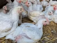 Chickens — fotografija 4
