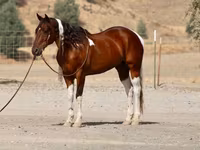 Horse (M), American paint horse — photo 4