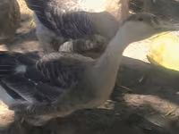 Geese — fotografija 6