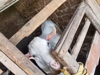 Kozioł, Kozy — zdjęcie 2