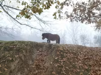 公马, Horses — 照片 2