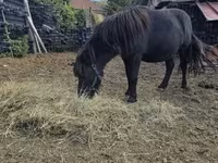 公马, Horses — 照片 2