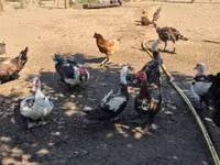 Ducks — Foto 1