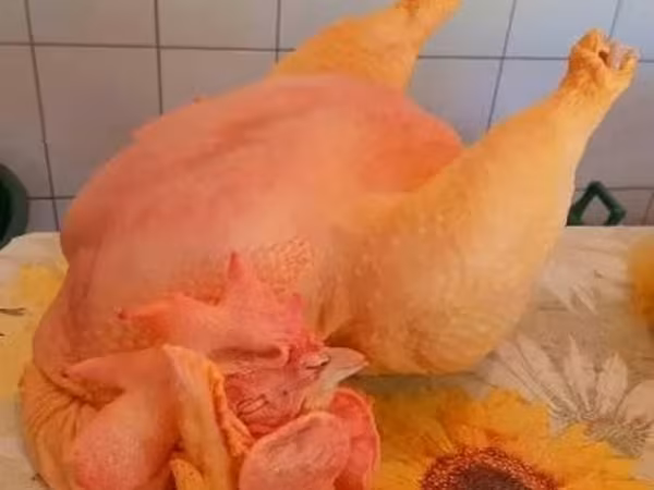 Chickens — Węgry