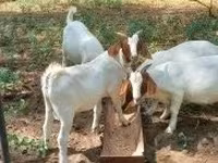 Bode, Boer goat — foto 8
